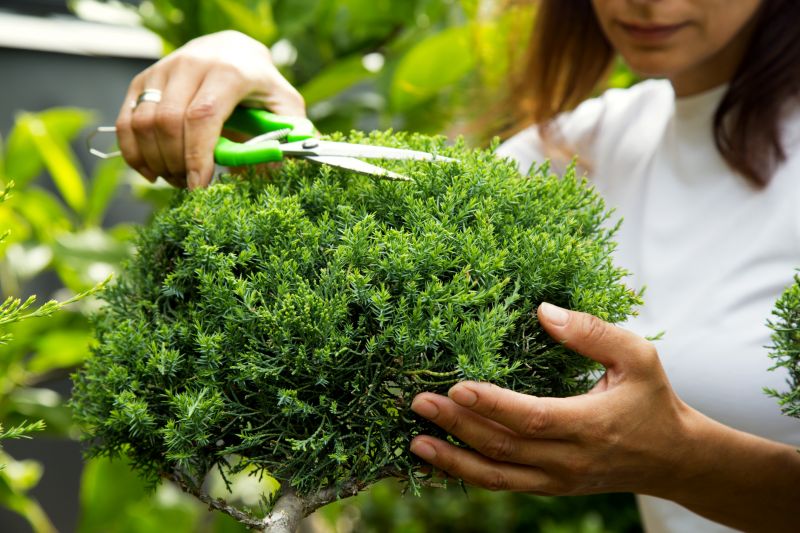 Shrub Trimming Service