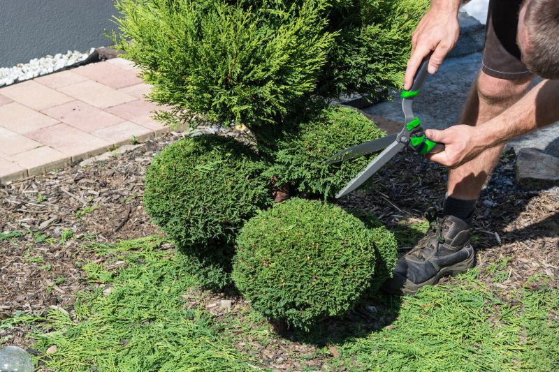 Shrub Maintenance