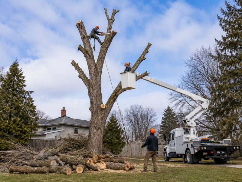 Birch Tree Removal in Pottstown, PA