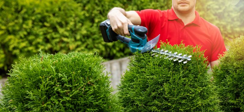Trimmed Evergreen Shrubs