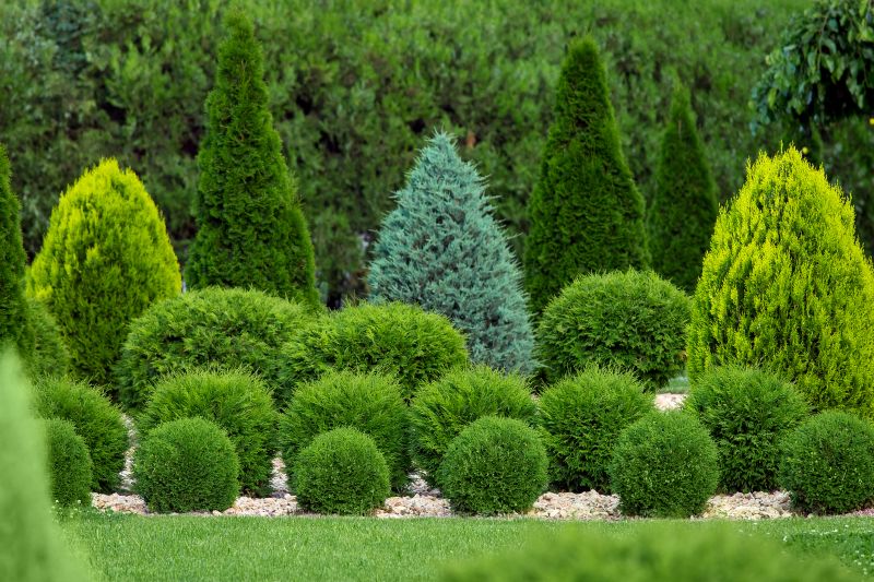 Shrubs with Rounded Tops