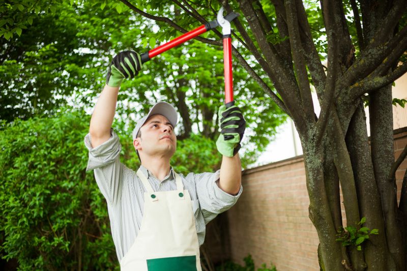 Tree Canopy Thinning in Allentown, PA