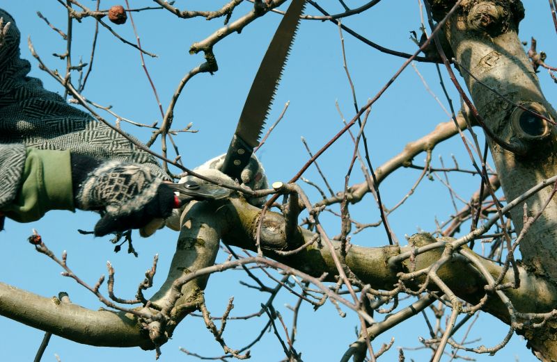 Tree Shearing in Reno, NV